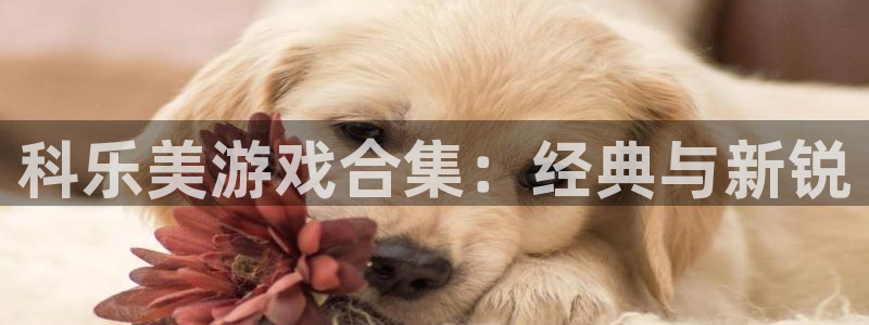 新宝GG平台负责人